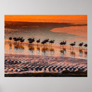 Eduardo Abaroa Andean Fauna Nationalreservat Poster