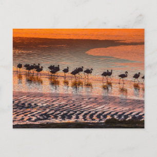 Eduardo Abaroa Andean Fauna Nationalreservat Vykort