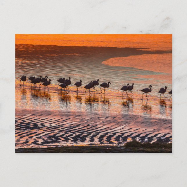 Eduardo Abaroa Andean Fauna Nationalreservat Vykort (Framsida)