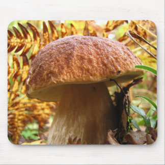 EDULIS BOLETUS MUSMATTA