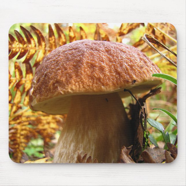 EDULIS BOLETUS MUSMATTA (Framsidan)
