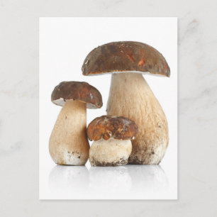 Edulis Boletus Vykort
