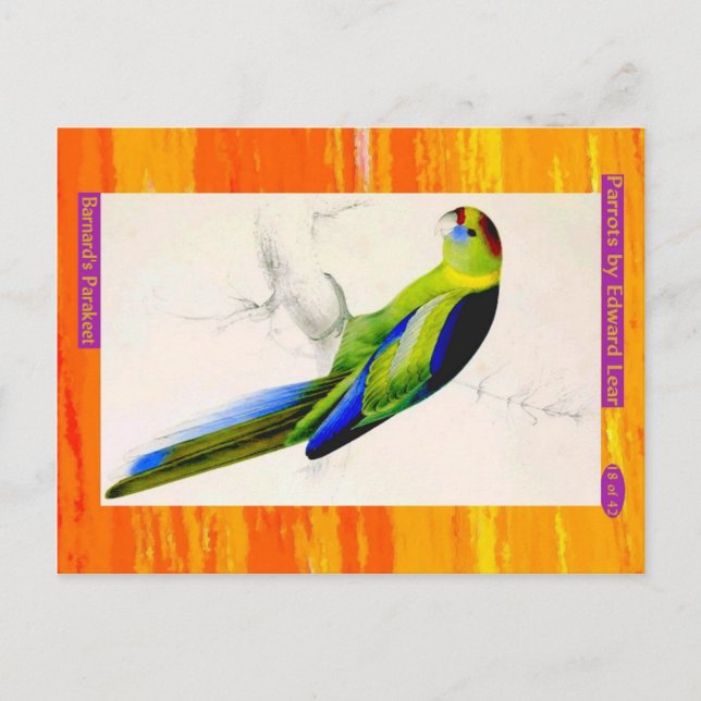 Edward Lear. Barnards Parakeet. Vykort (Framsida)
