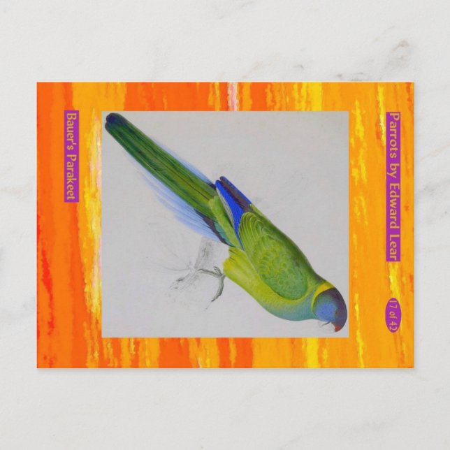 Edward Lear. Bauers Parakeet. Vykort (Framsida)
