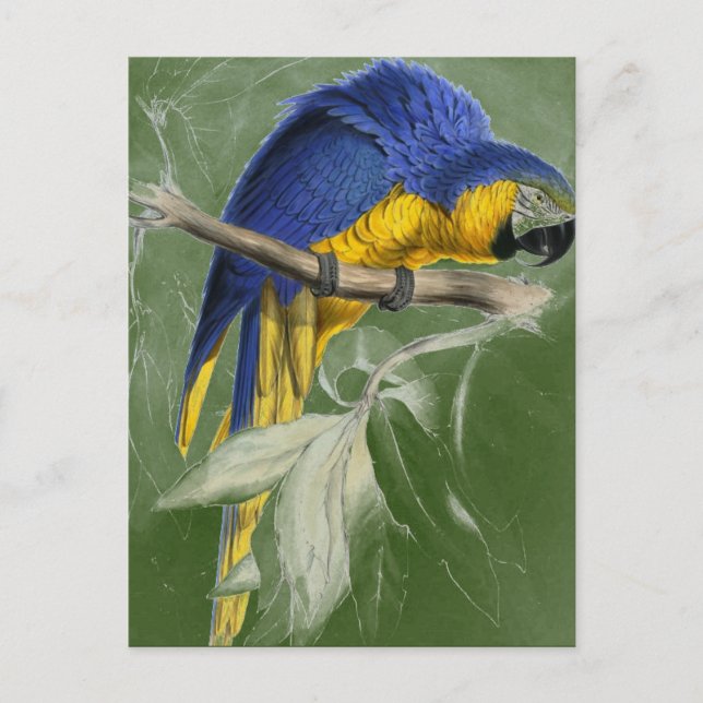 Edward Lear Bird Collection Blue och Gult Macaw Vykort (Framsida)