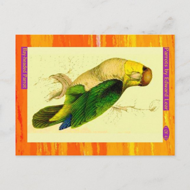 Edward Lear. Blåstyrd Parrot. Vykort (Framsida)