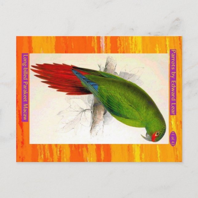 Edward Lear. Långnäbbad Parakeet Macaw. Vykort (Framsida)