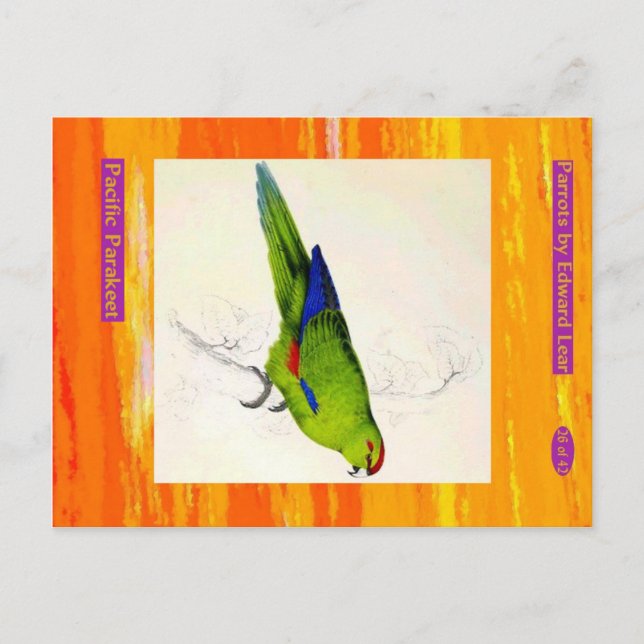 Edward Lear. Pacific Parakeet. Vykort (Framsida)