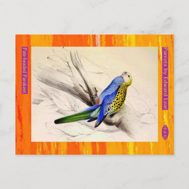 Edward Lear. Parakeet med blek. Vykort (Framsida)
