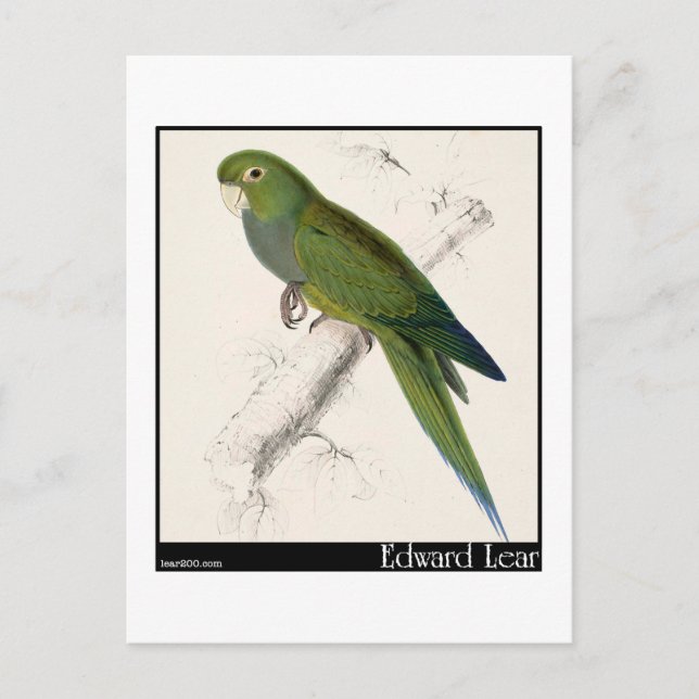 Edward Lear's Dwarf Parakeet-Macaw Vykort (Framsida)