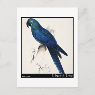Edward Lear's Hyacinth Macaw Vykort