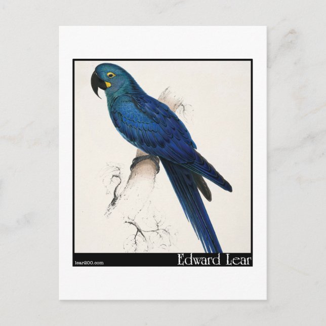 Edward Lear's Hyacinth Macaw Vykort (Framsida)