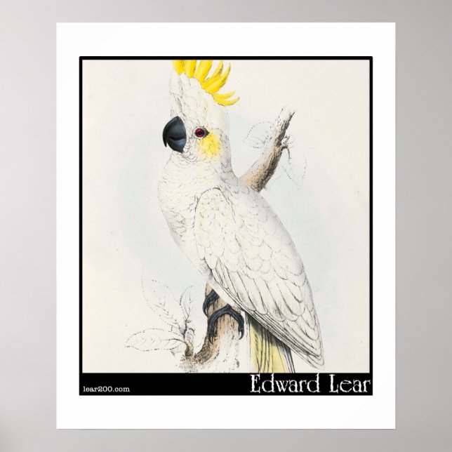 Edward Lear's Lesser Sulfur Crested Cockatoo Poster (Framsidan)