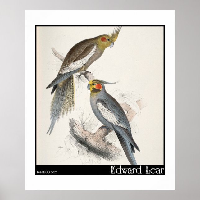 Edward Lear's New Holland Parakeet Poster (Framsidan)