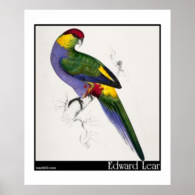 Edward Lear's Red-Caps Parakeet Male Poster (Framsidan)