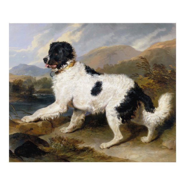 Edwin Henry Landseer | Lejona- A Newfoundland Hund Fototryck (Framsidan)