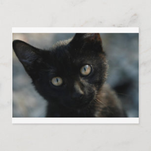 EEK Black Cat Scary Vykort