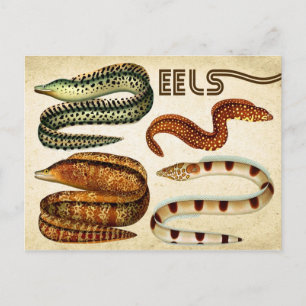 EELS VYKORT