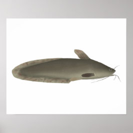 Eeltail Catfish Poster