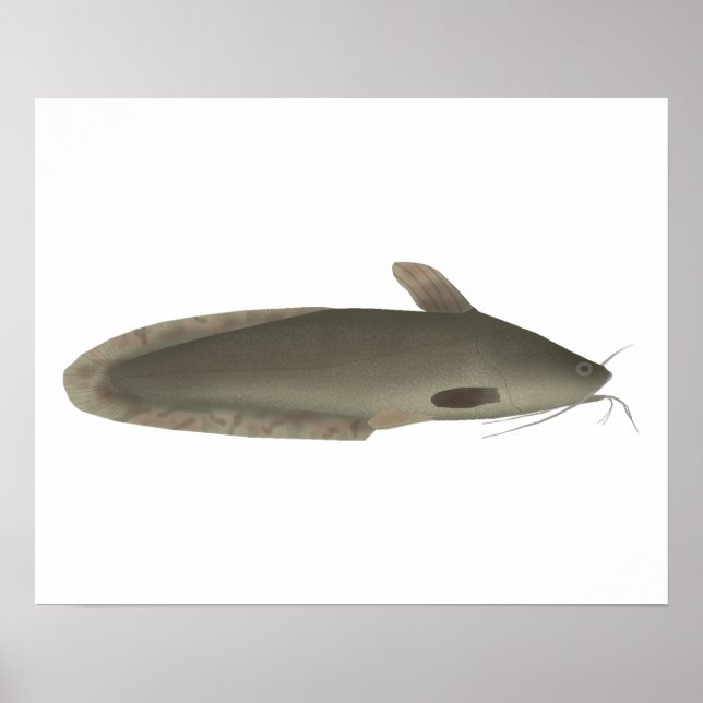 Eeltail Catfish Poster (Framsidan)