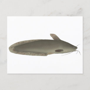 Eeltail Catfish Vykort