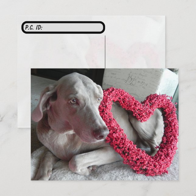 Efter att ha korsat Weimaraners hjärta, du Vykort (Fram/baksida)