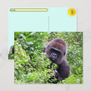Efter passering Peek-A-Boo Gorilla Inklusive ID-nu Vykort