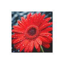 Efter Realismmålning i Rain Gerbera Daisy