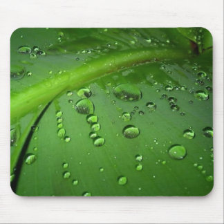 Efter regna musmatta