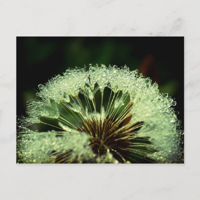 Efter regnet - Dandelion med droppar Vykort (Framsida)
