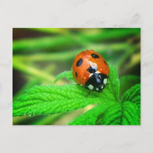 Efter regnet - Ladybug med droplets Vykort