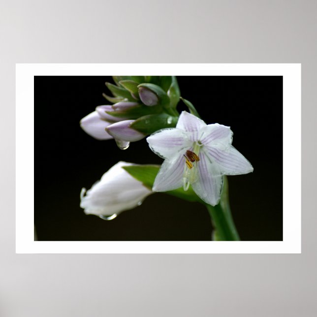 Efter regnet poster (Framsidan)