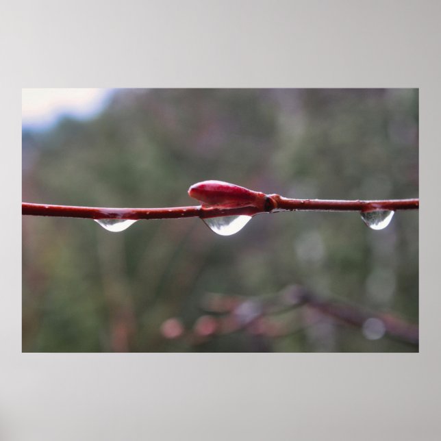 Efter regnet poster (Framsidan)