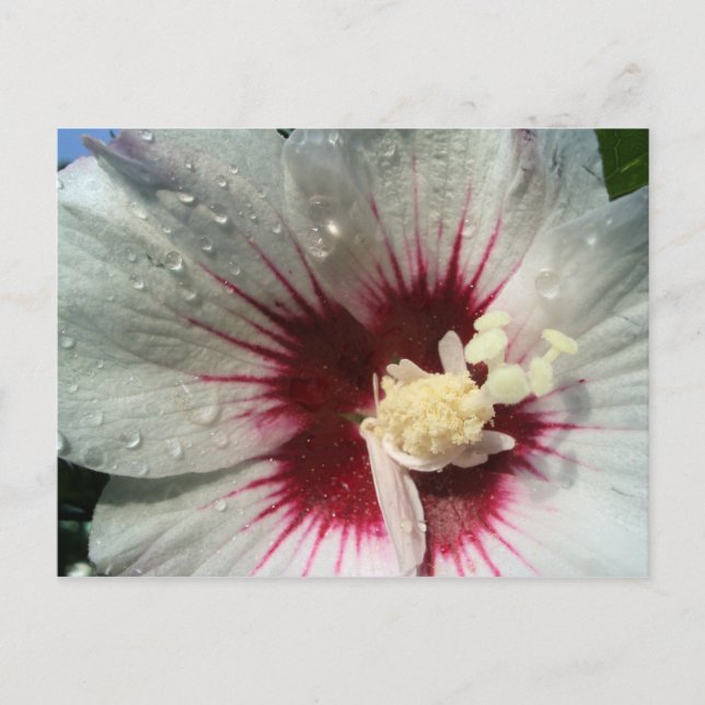 Efter regnet vykort (Framsida)