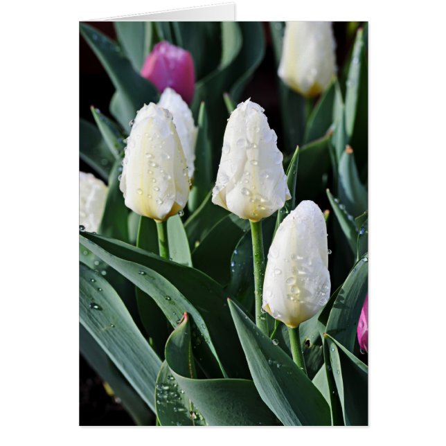 Efter stormen hälsningskort (Framsidan)