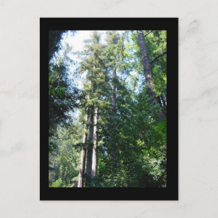 Eftermiddagen i Sequoias Vykort