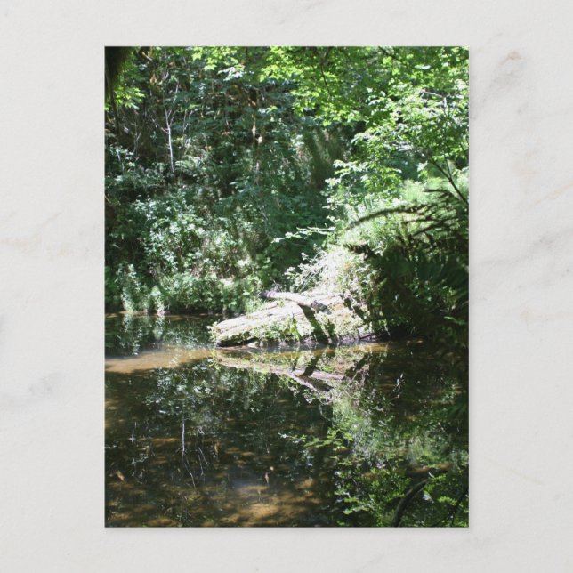 Eftermiddagsljus vid Elk River vid Headwater Vykort (Framsida)