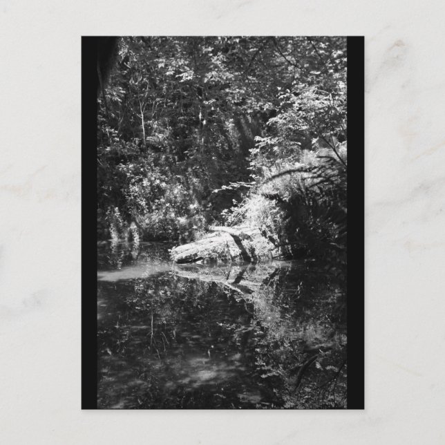 Eftermiddagsljus vid Elkfloden vid Headwater Vykort (Framsida)