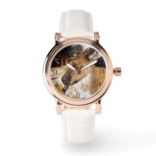 Eftermiddagsnappar: Sömnig Australian Kangaroo, Armbandsur (Framsida)