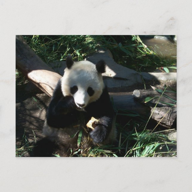 Eftermiddagssnack Vykort (Framsida)