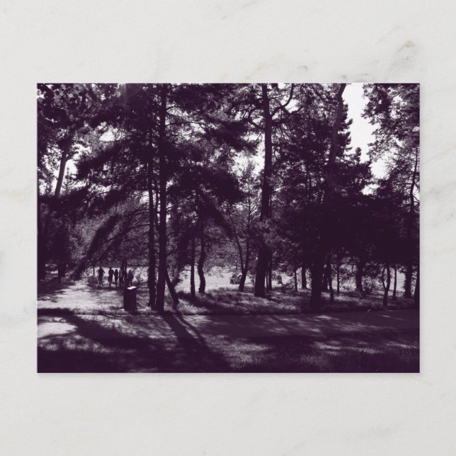 Eftermiddagstid i parken (Lila Toned BW) Vykort (Framsida)