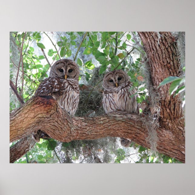 Eftermiddagsvila Poster (Framsidan)