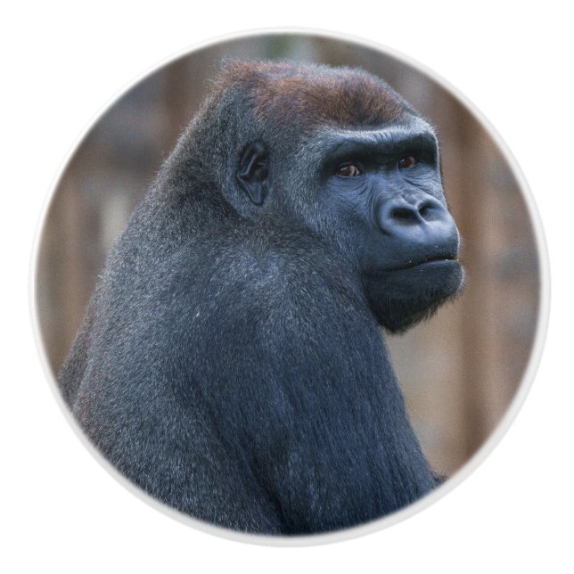 Eftertänksam gorilla som tittar bakåt knopp (Framsidan)