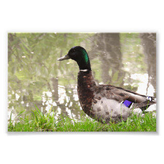 Eftertänksam gräsand fototryck