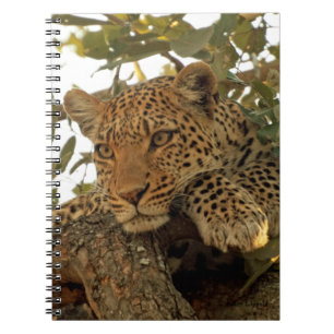 Eftertänksam Leopardjournal Anteckningsbok