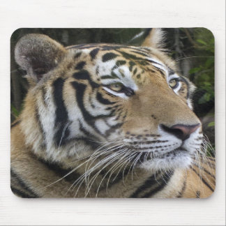 Eftertänksam tiger upp nära Mousepad Musmatta