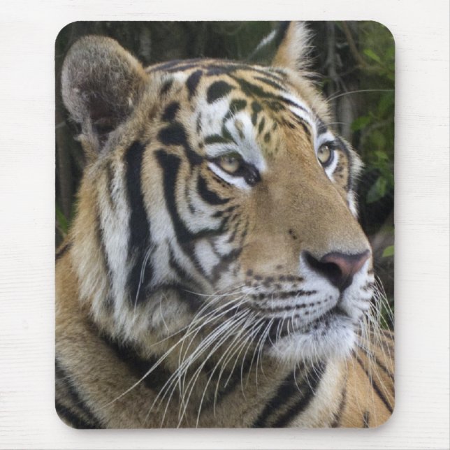 Eftertänksam tiger upp nära Mousepad Musmatta (Framsidan)