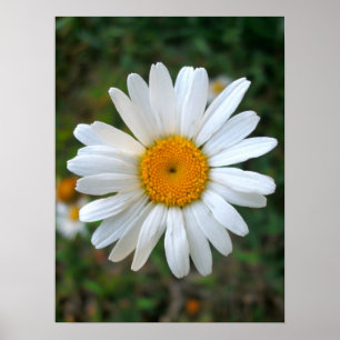 Egen Daisy Poster