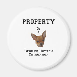 Egendom av en bortskämd rutten Chihuahua Magnet