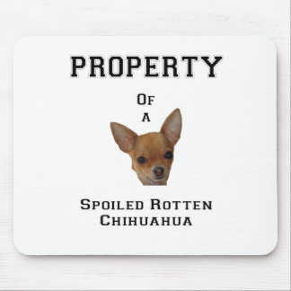Egendom av en bortskämd rutten Chihuahua Musmatta